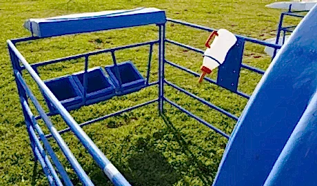 Kütahya Buzağı Kulubesi